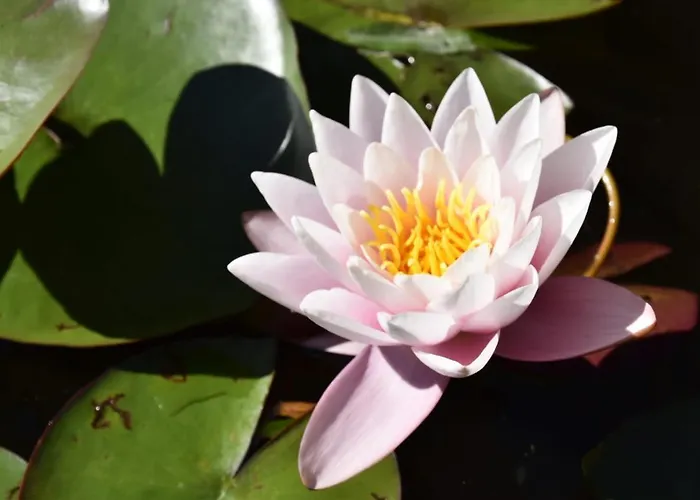 캠프장 De L'aventurier *